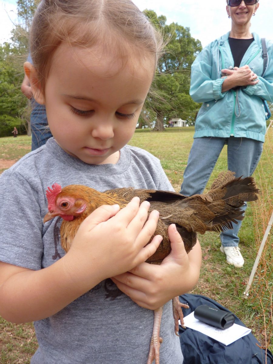chicken