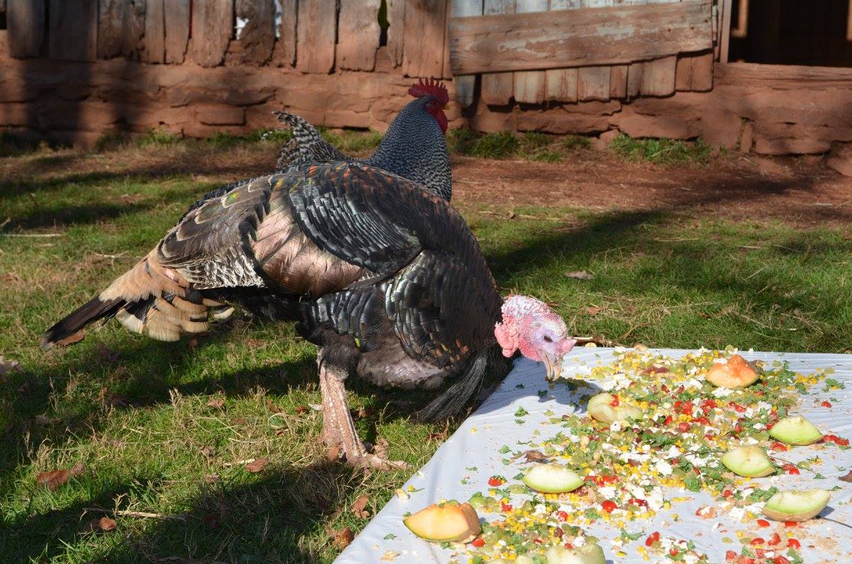 turkey
