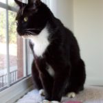 ferdie