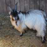 BillyBob