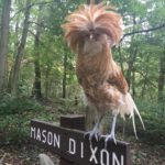 Mason