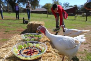 ThankTurkeysAnimalPlace