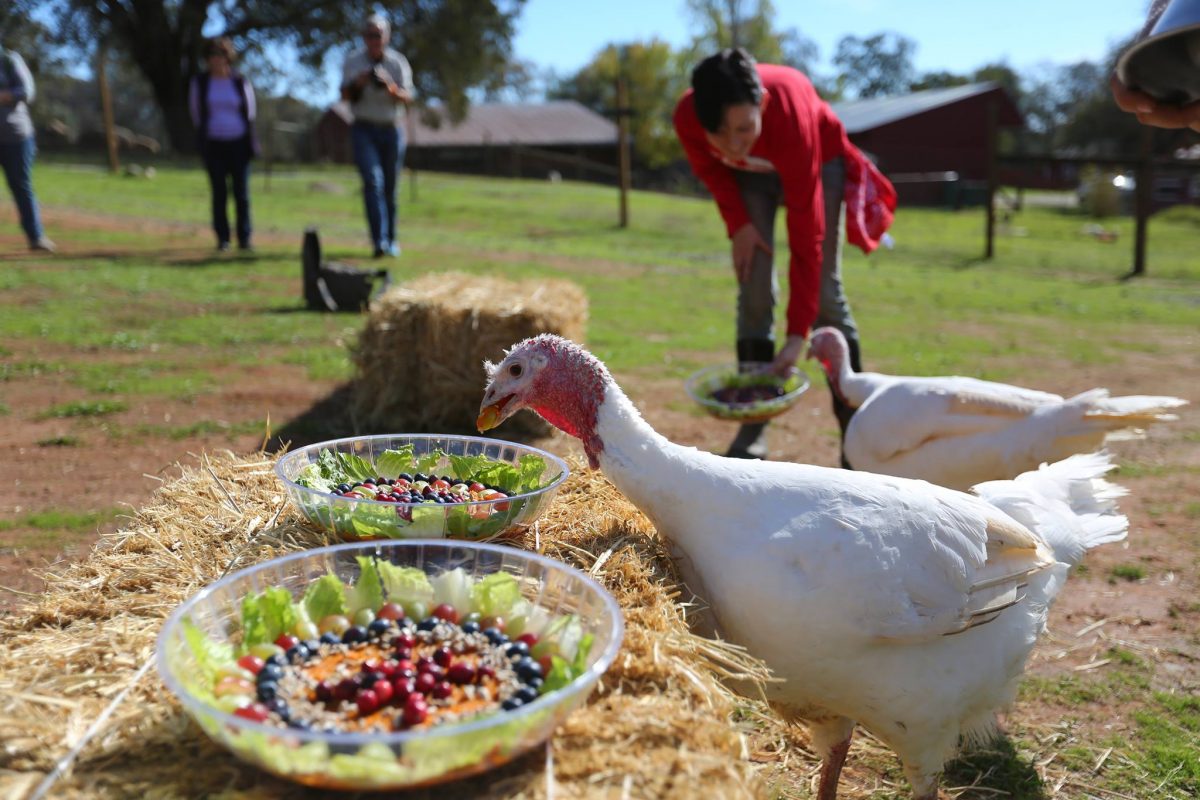 ThankTurkeysAnimalPlace