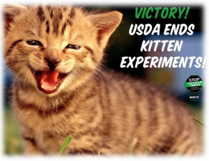 USDA Kitten Victory Soft
