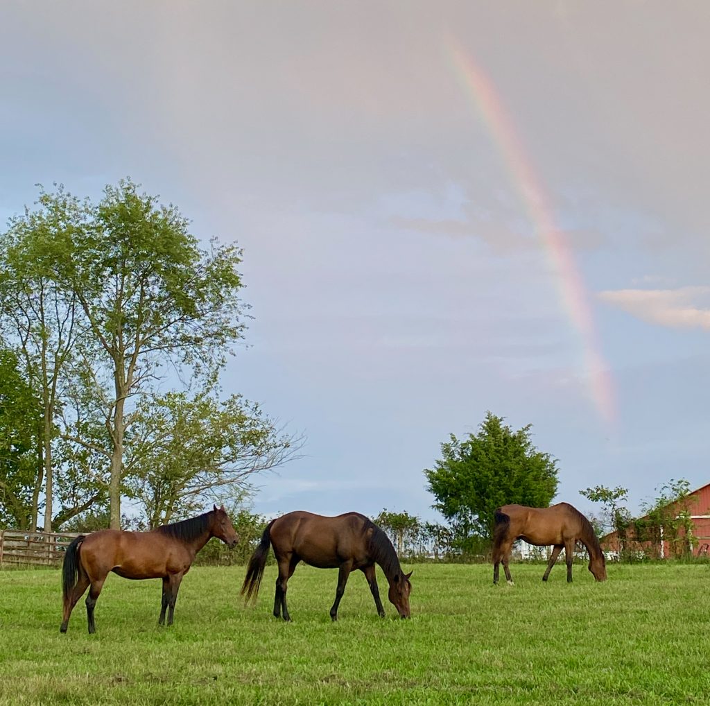 Charlie-with-herd-and-rainbow-11-Sept-2020