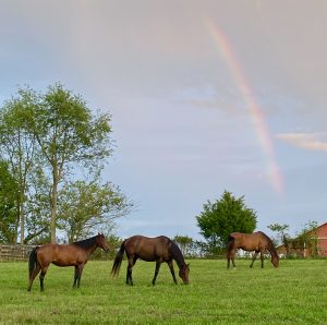 Charlie-with-herd-and-rainbow-11-Sept-2020
