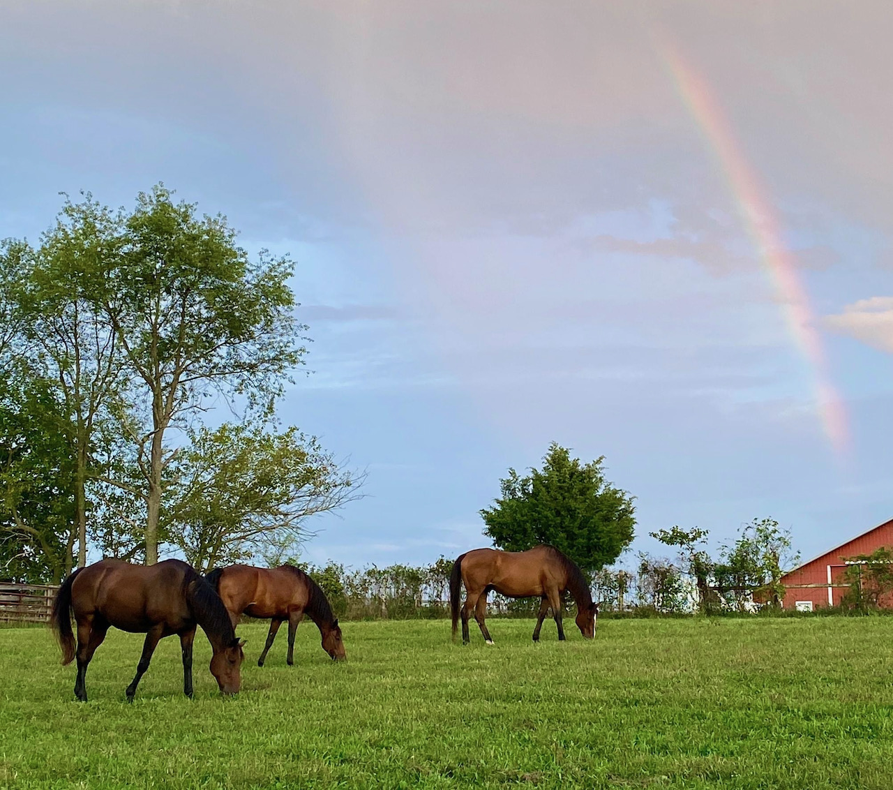 Horses and Rainbow - Sept 2020