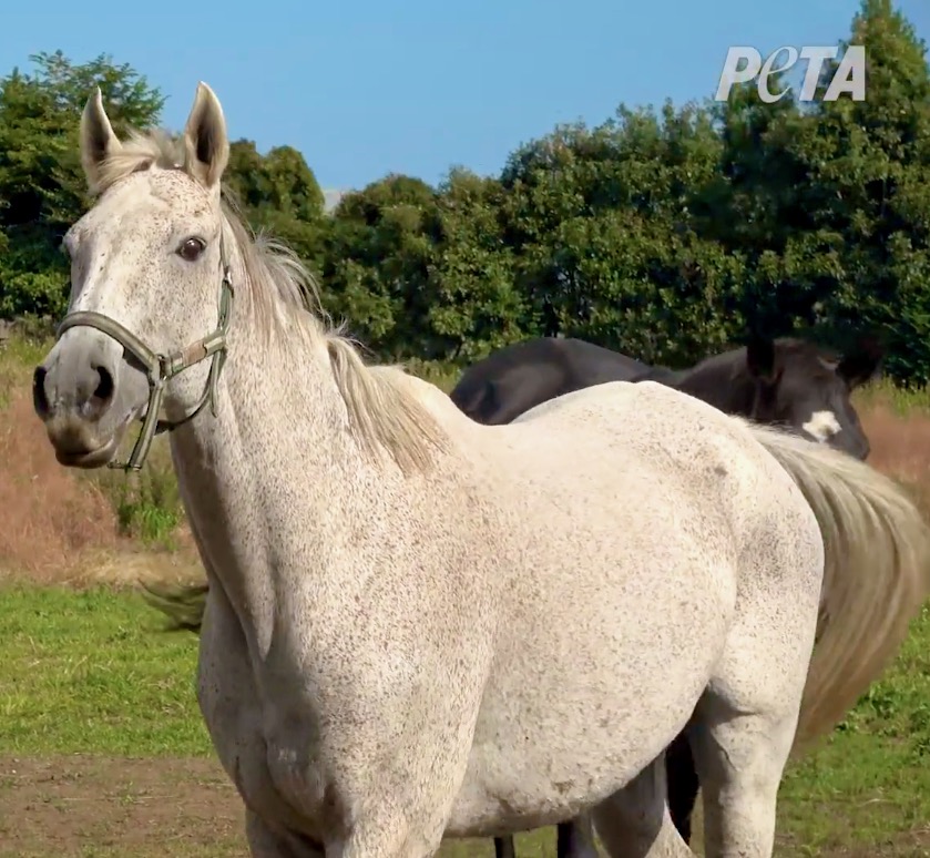 02-PETA-Racehorse